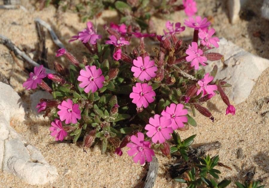 Silene littorea