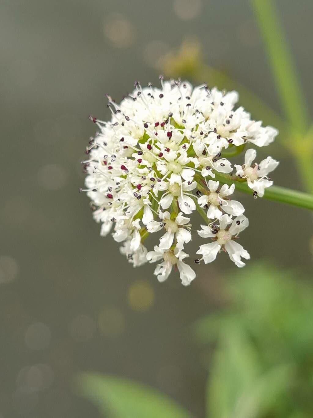 Oenanthe crocata