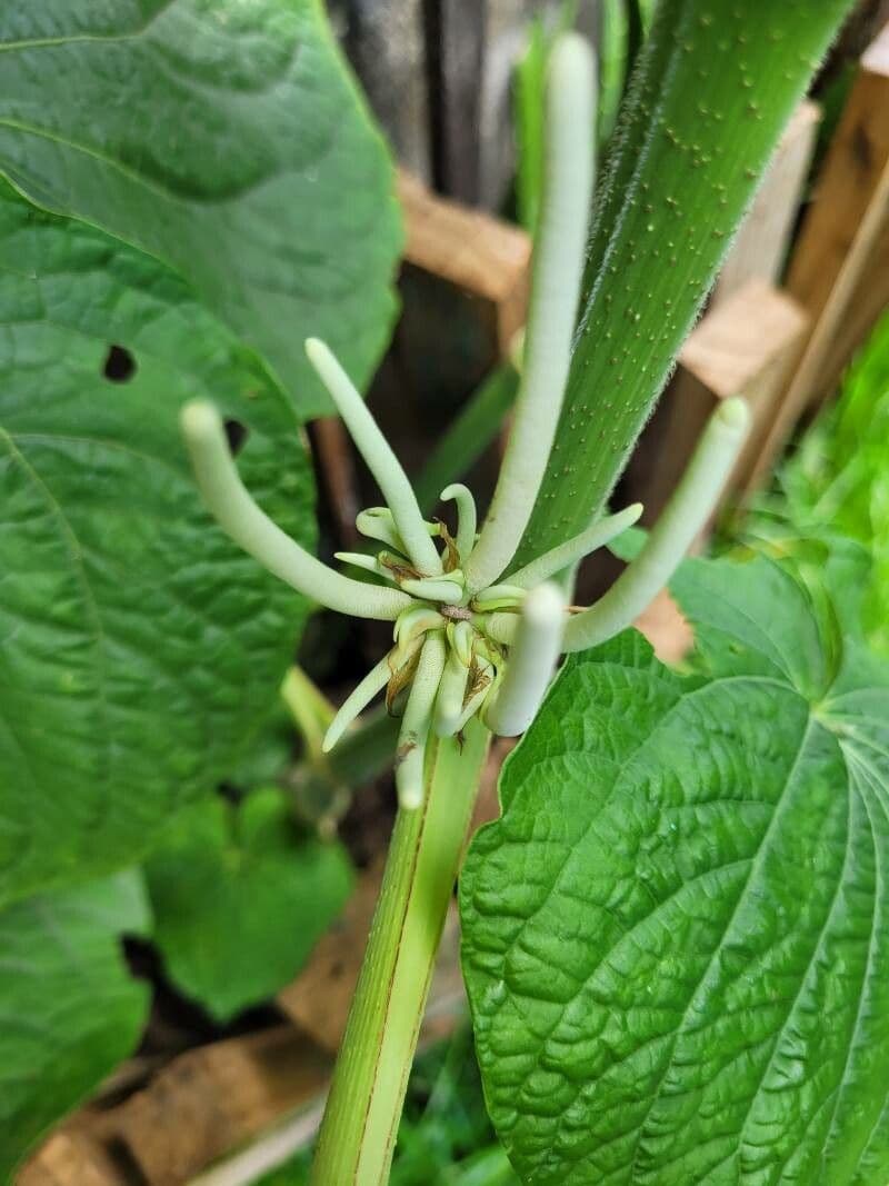 Piper umbellatum