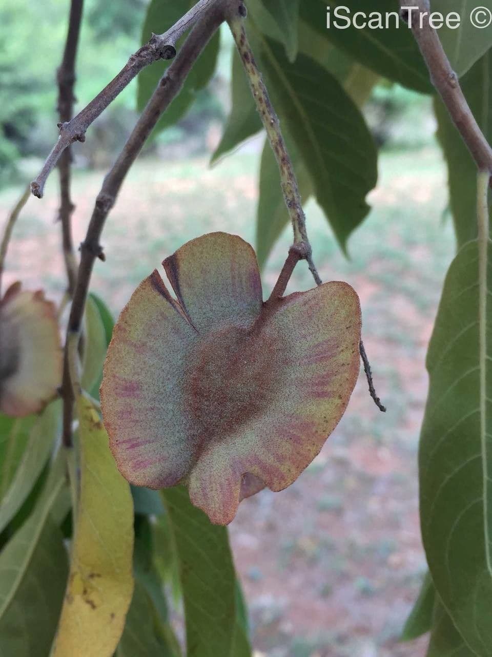 Combretum collinum
