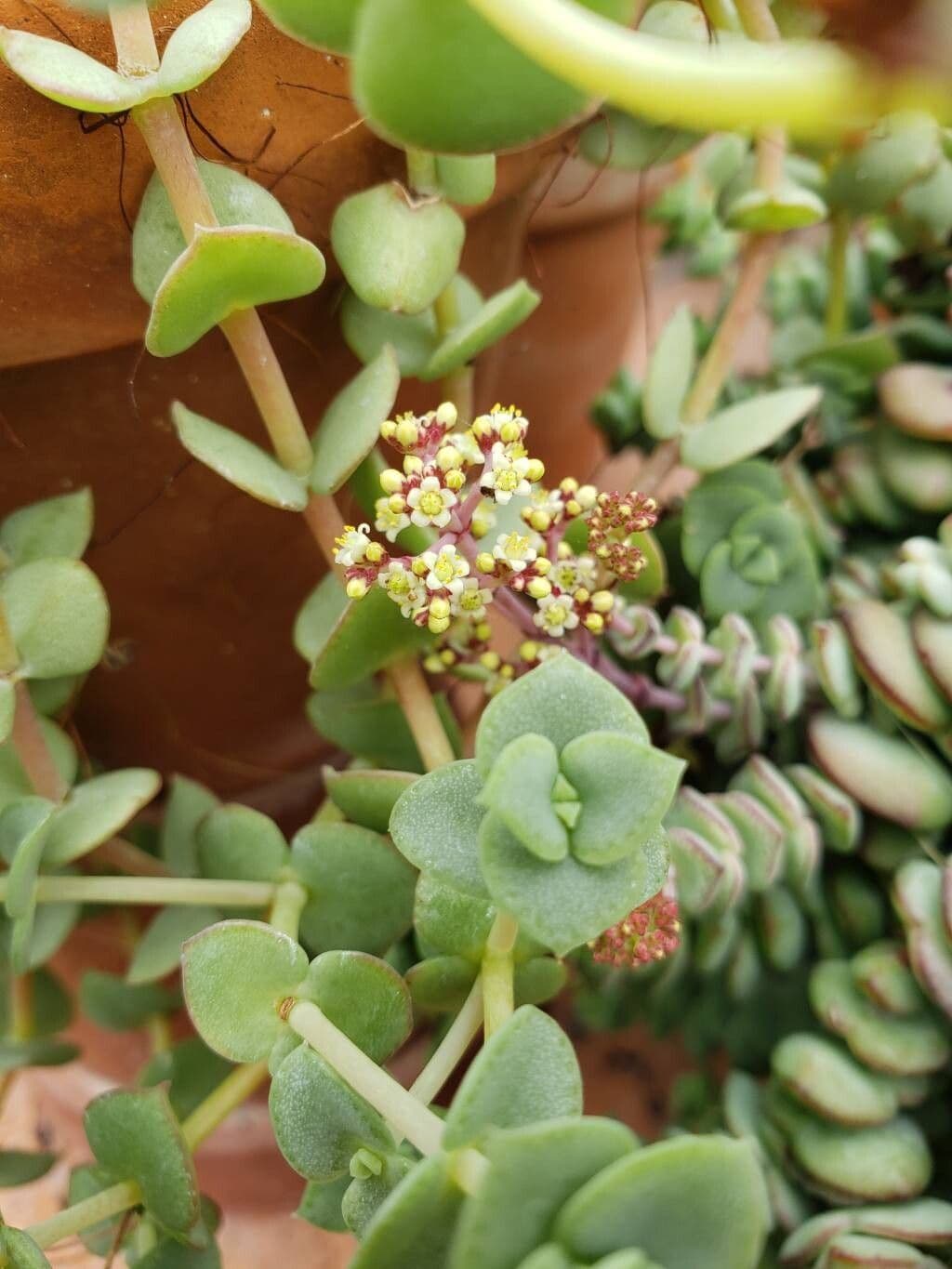 Crassula pellucida