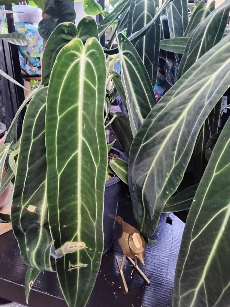 Anthurium warocqueanum