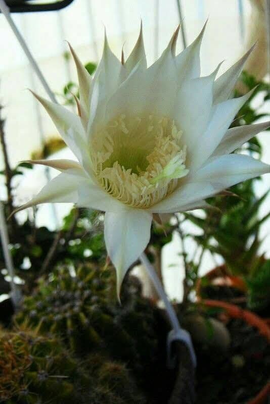 Cereus hexagonus