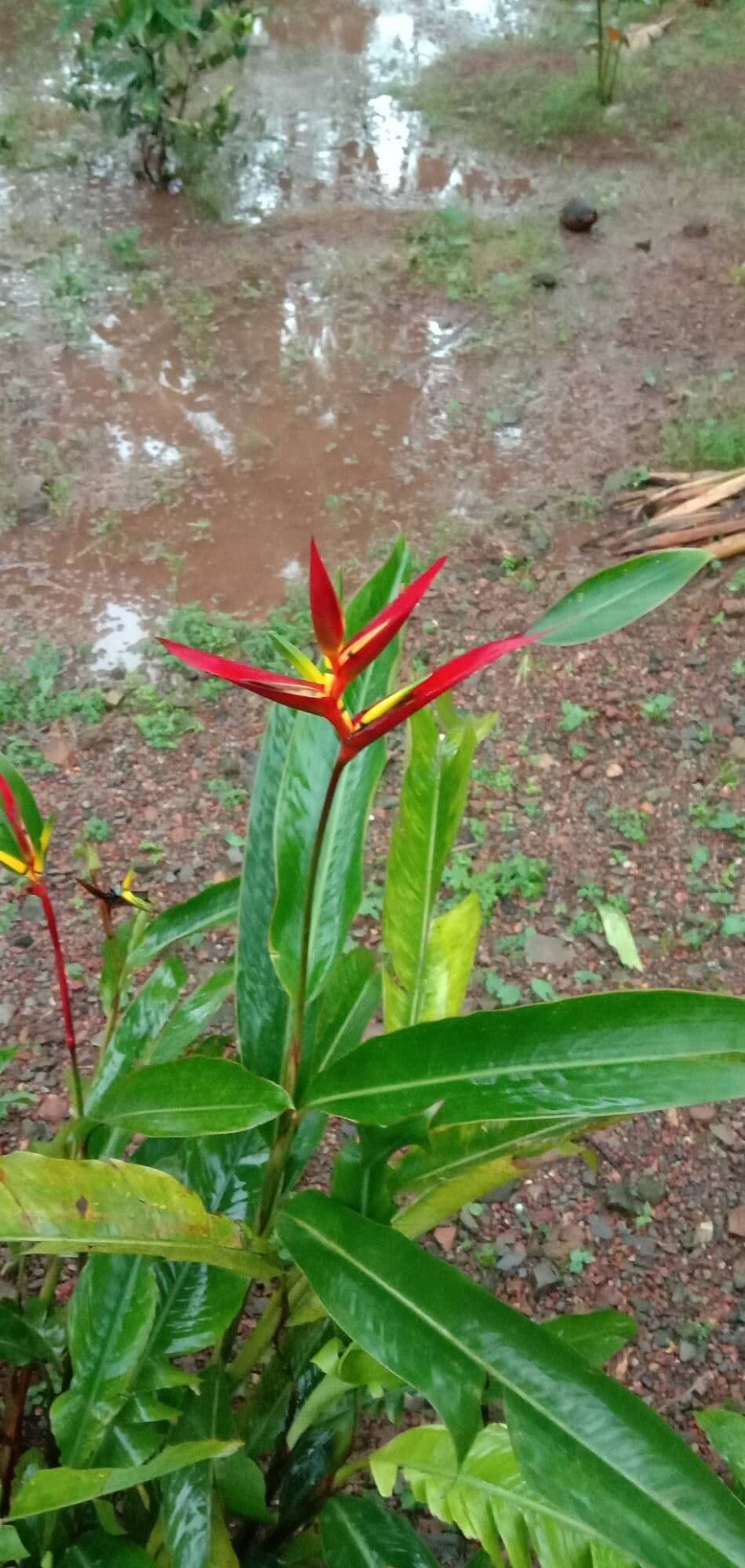 Heliconia latispatha