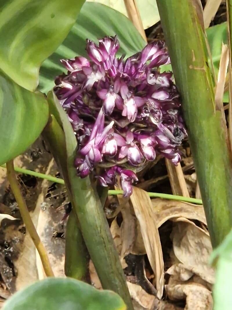 Goeppertia zebrina