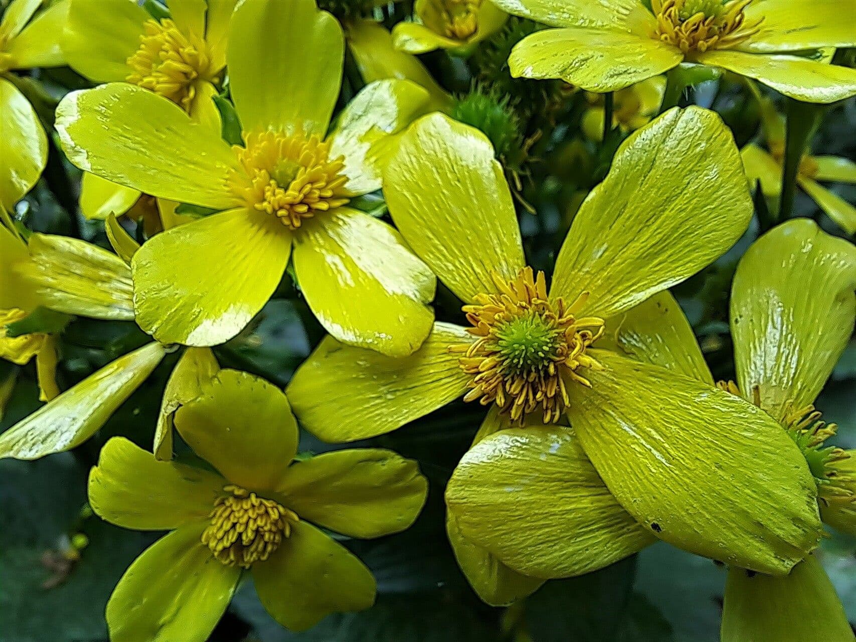 Ranunculus cortusifolius