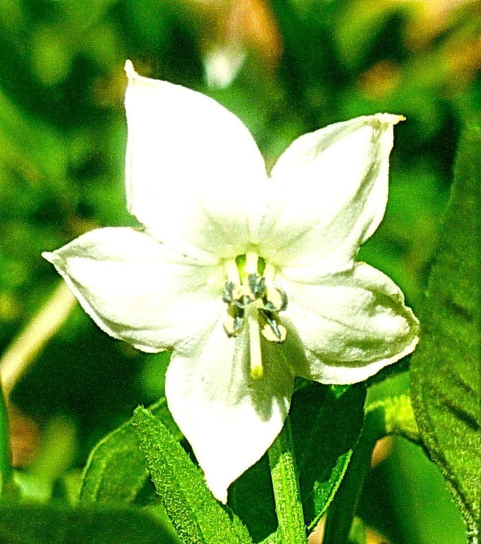 Capsicum annuum