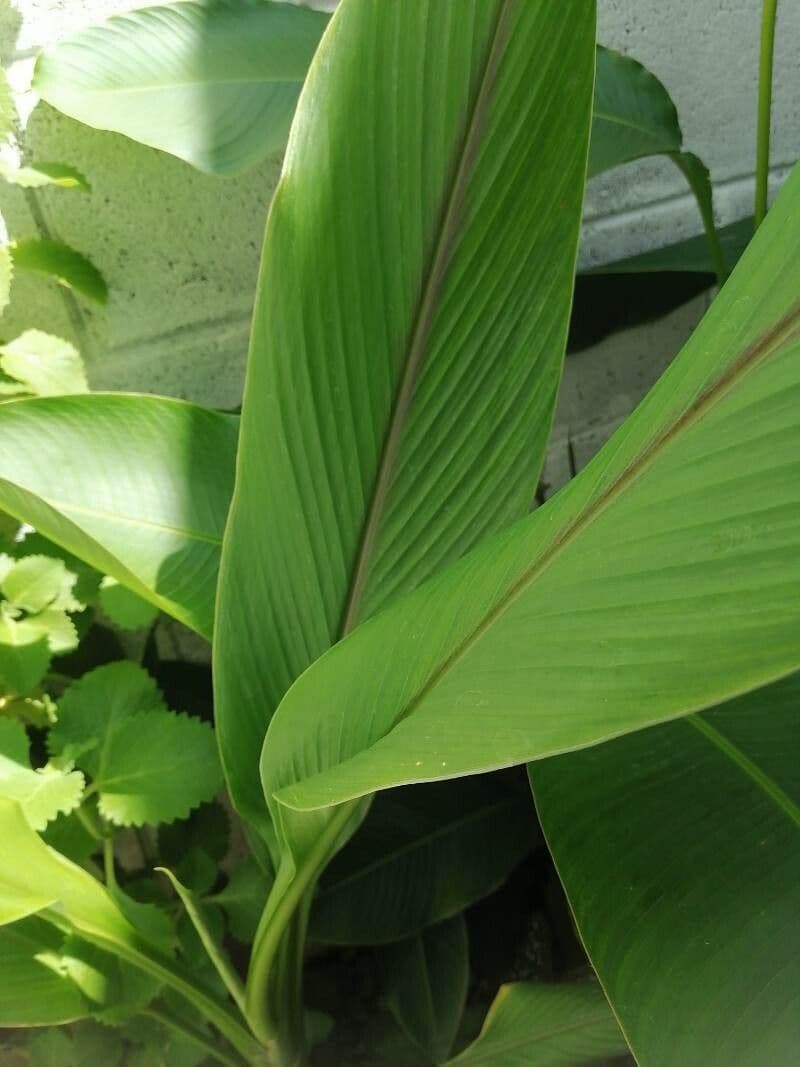 Curcuma zedoaria