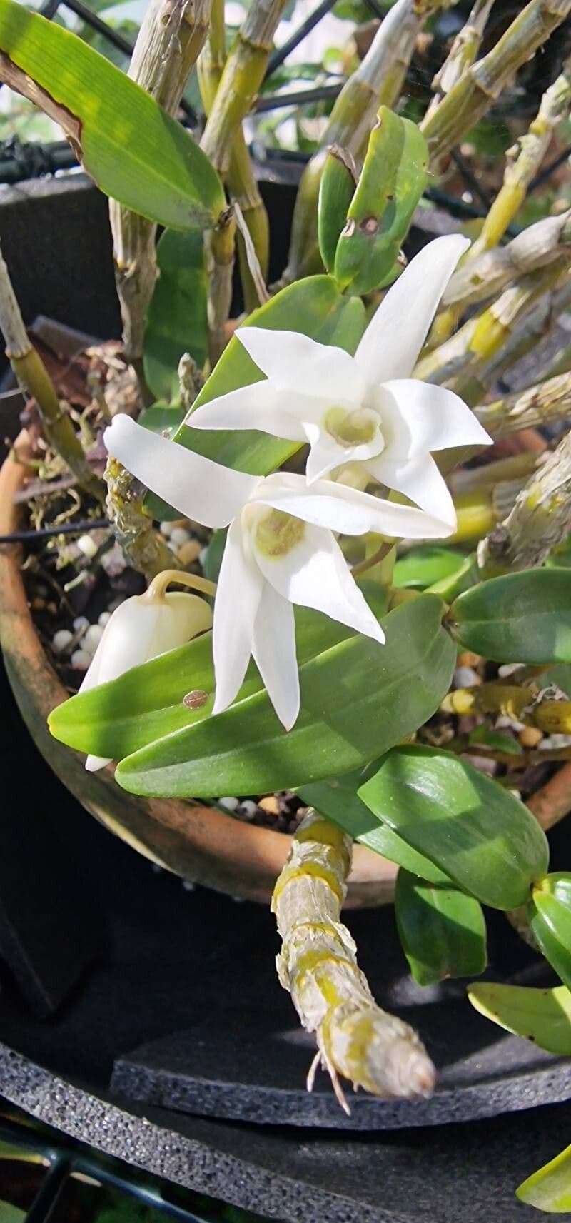 Dendrobium moniliforme