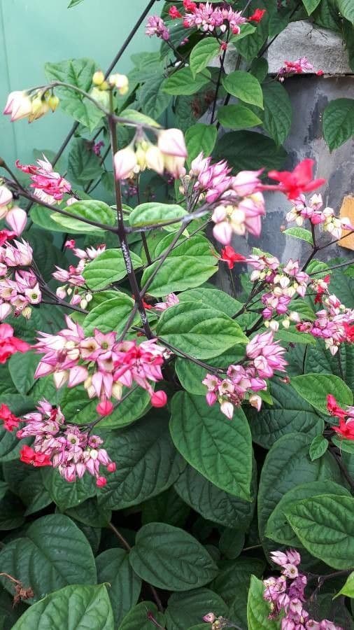 Clerodendrum thomsoniae