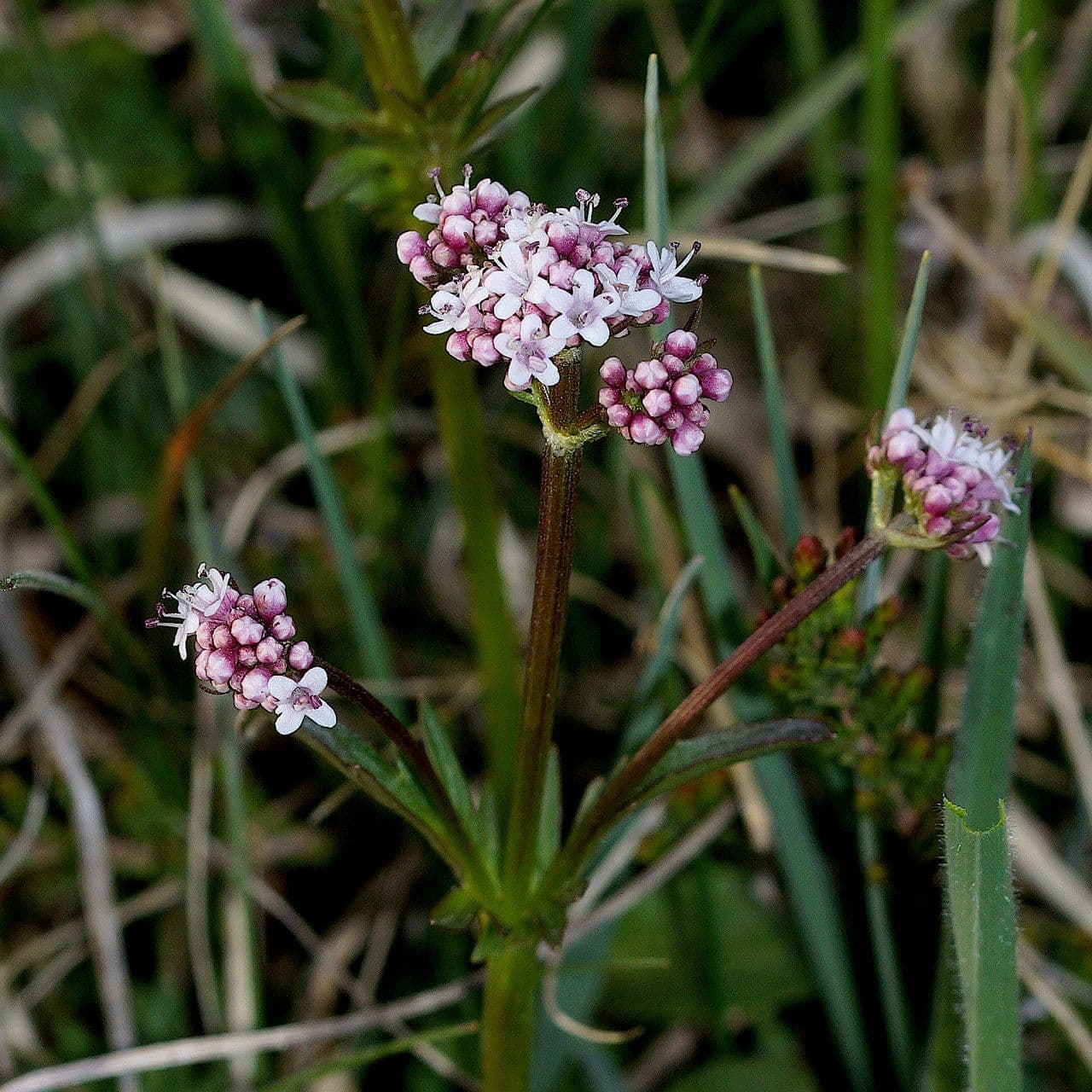 Valeriana dioica