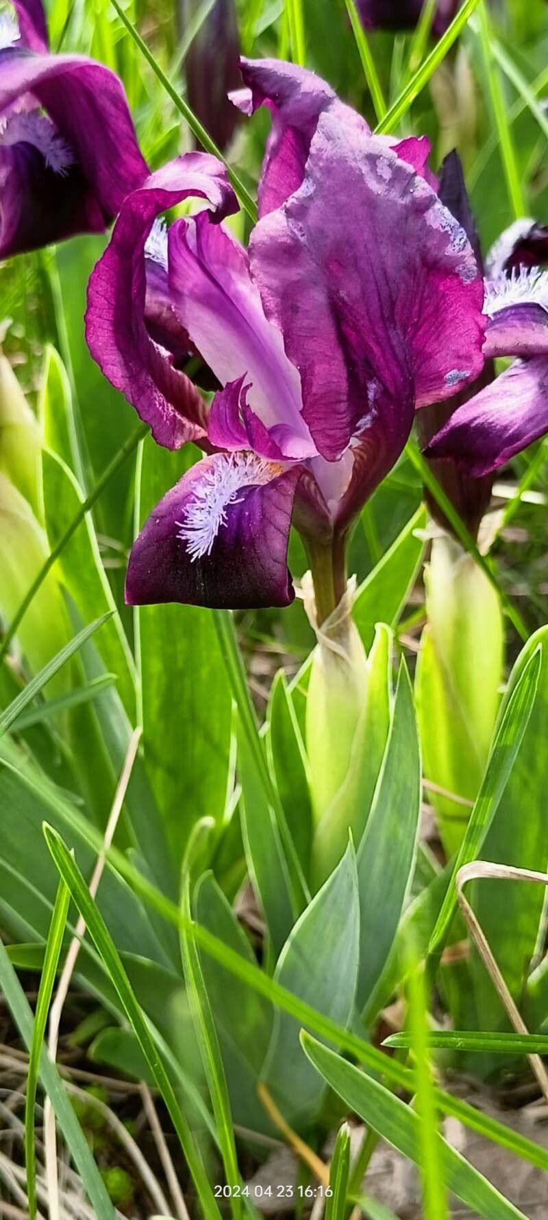 Iris pumila