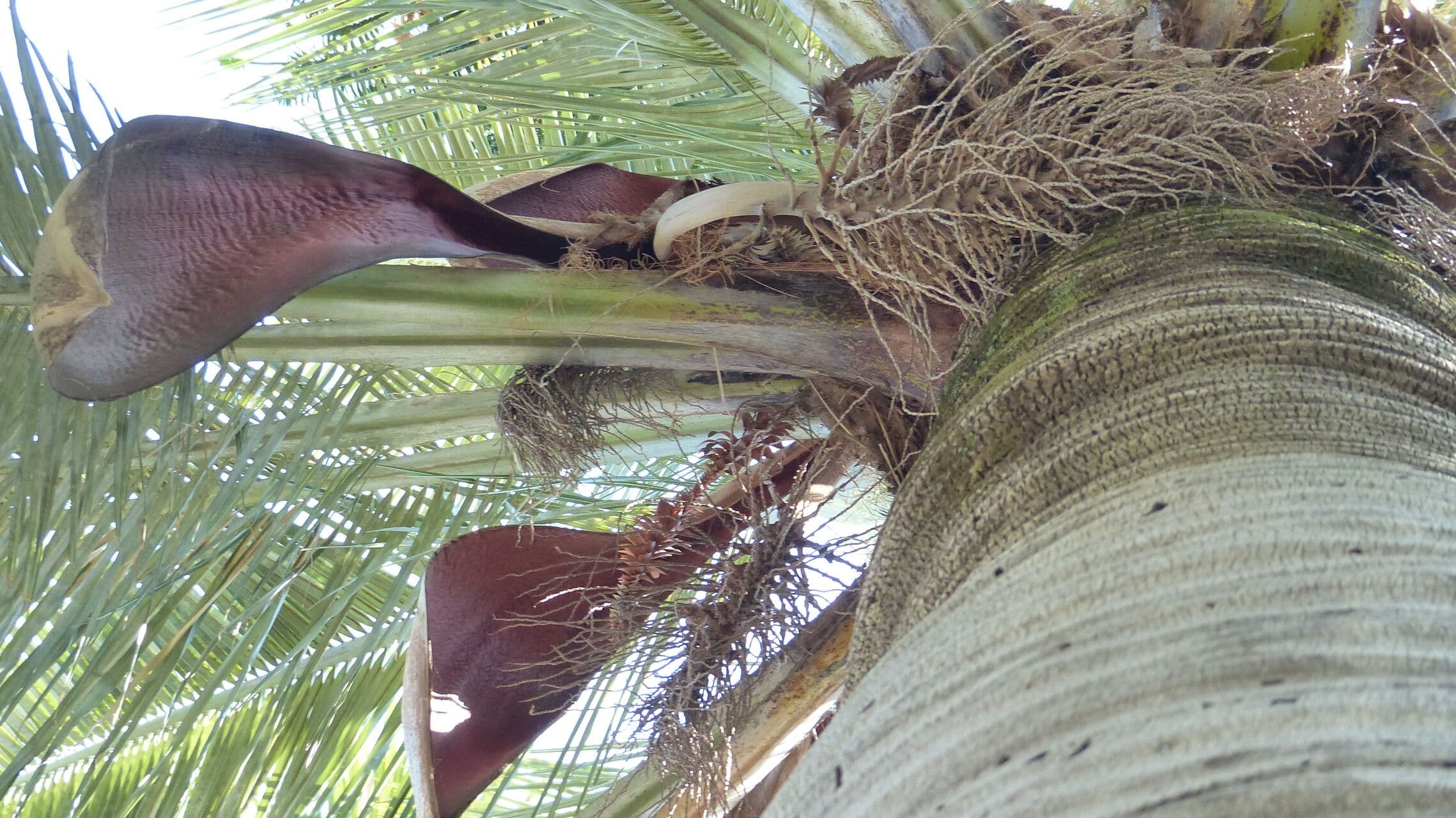 Jubaea chilensis