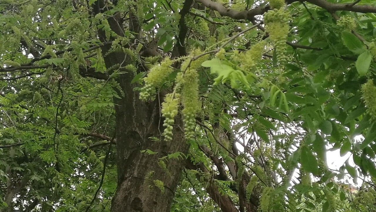 Gleditsia sinensis