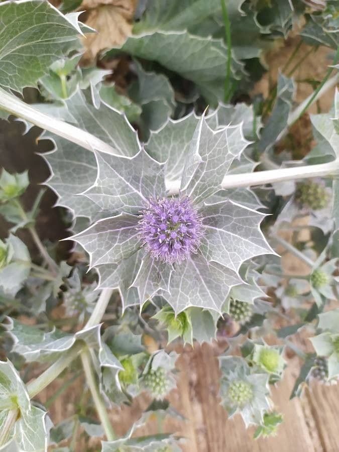 Eryngium maritimum