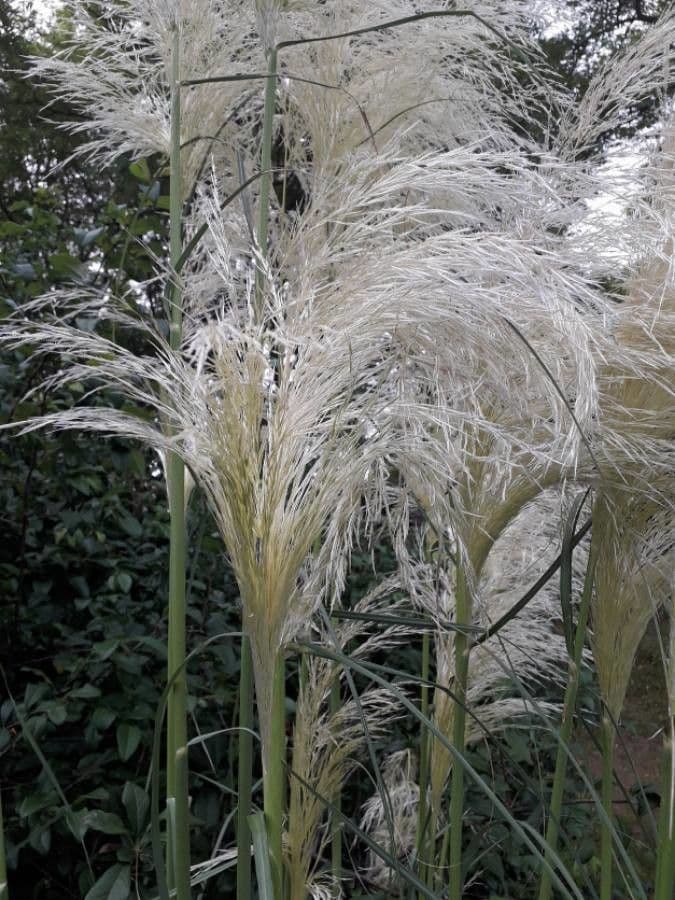 Cortaderia selloana