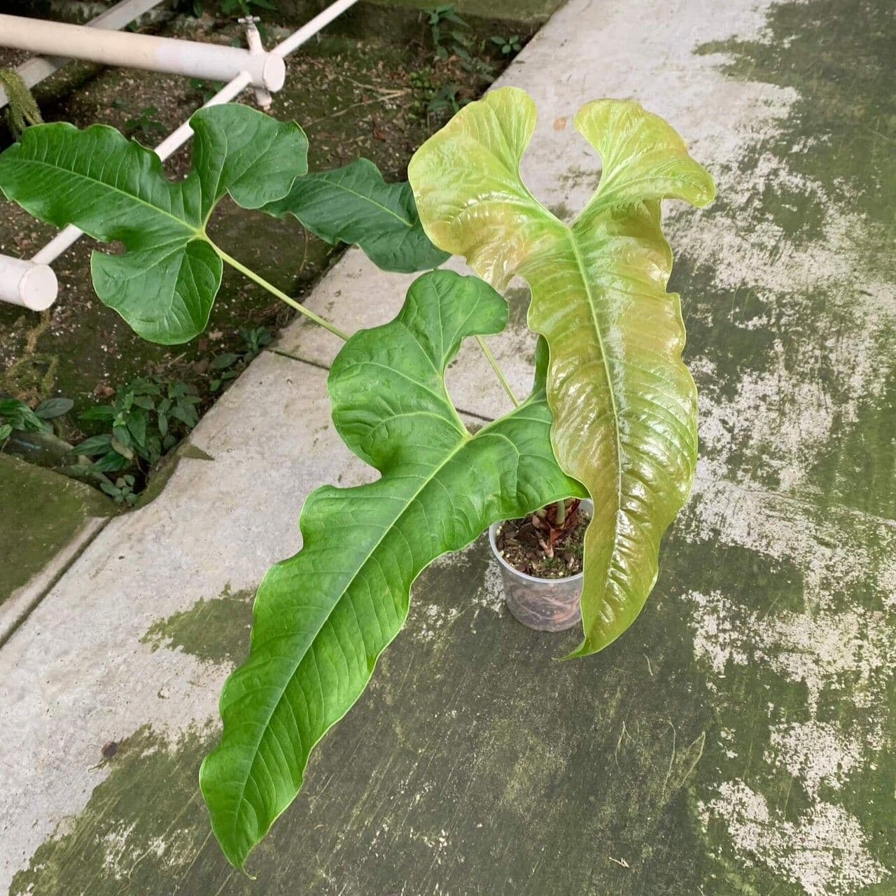 Anthurium ivanportillae