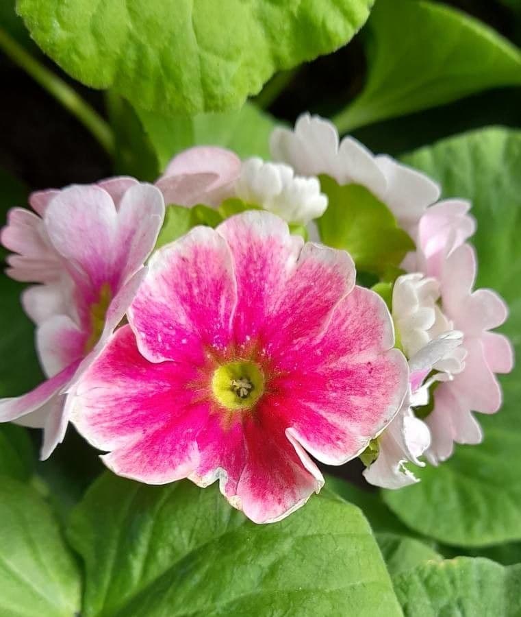 Primula obconica