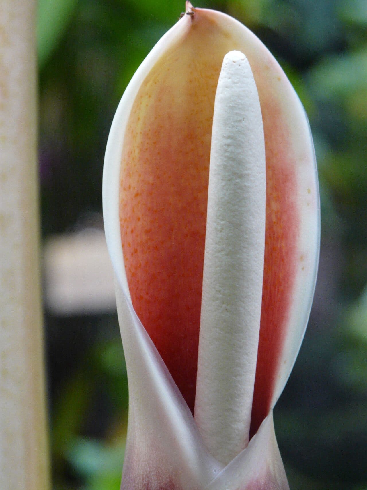 Philodendron tripartitum