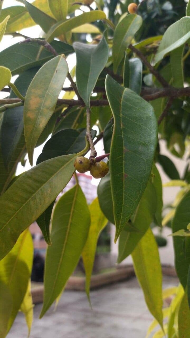 Ficus maclellandii