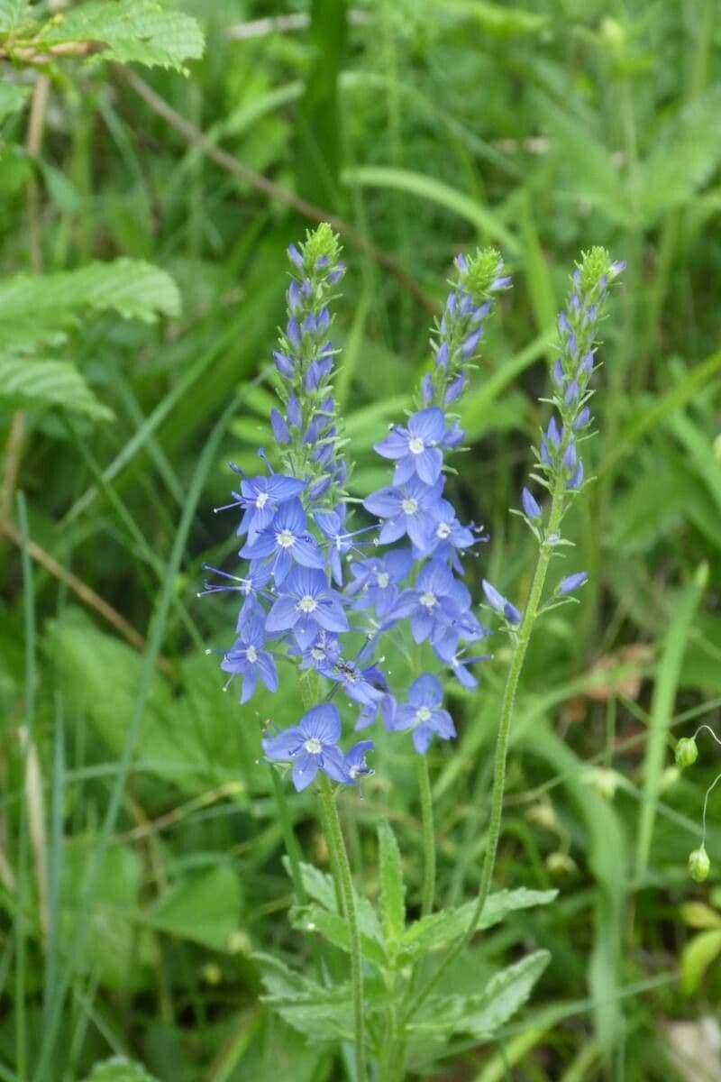 Veronica teucrium