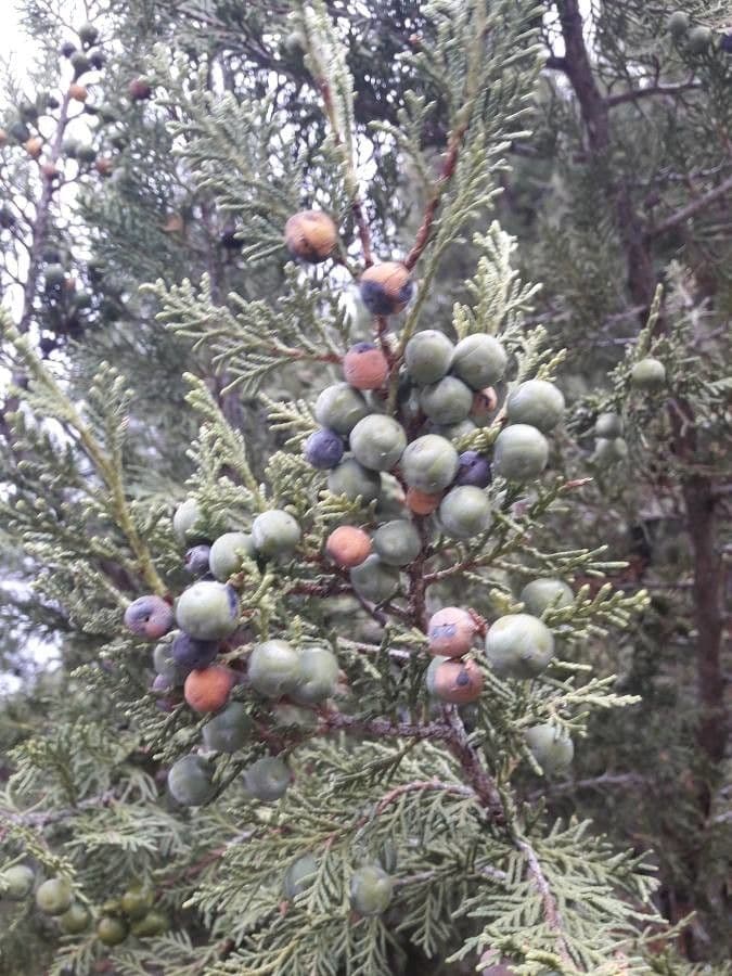 Juniperus deppeana