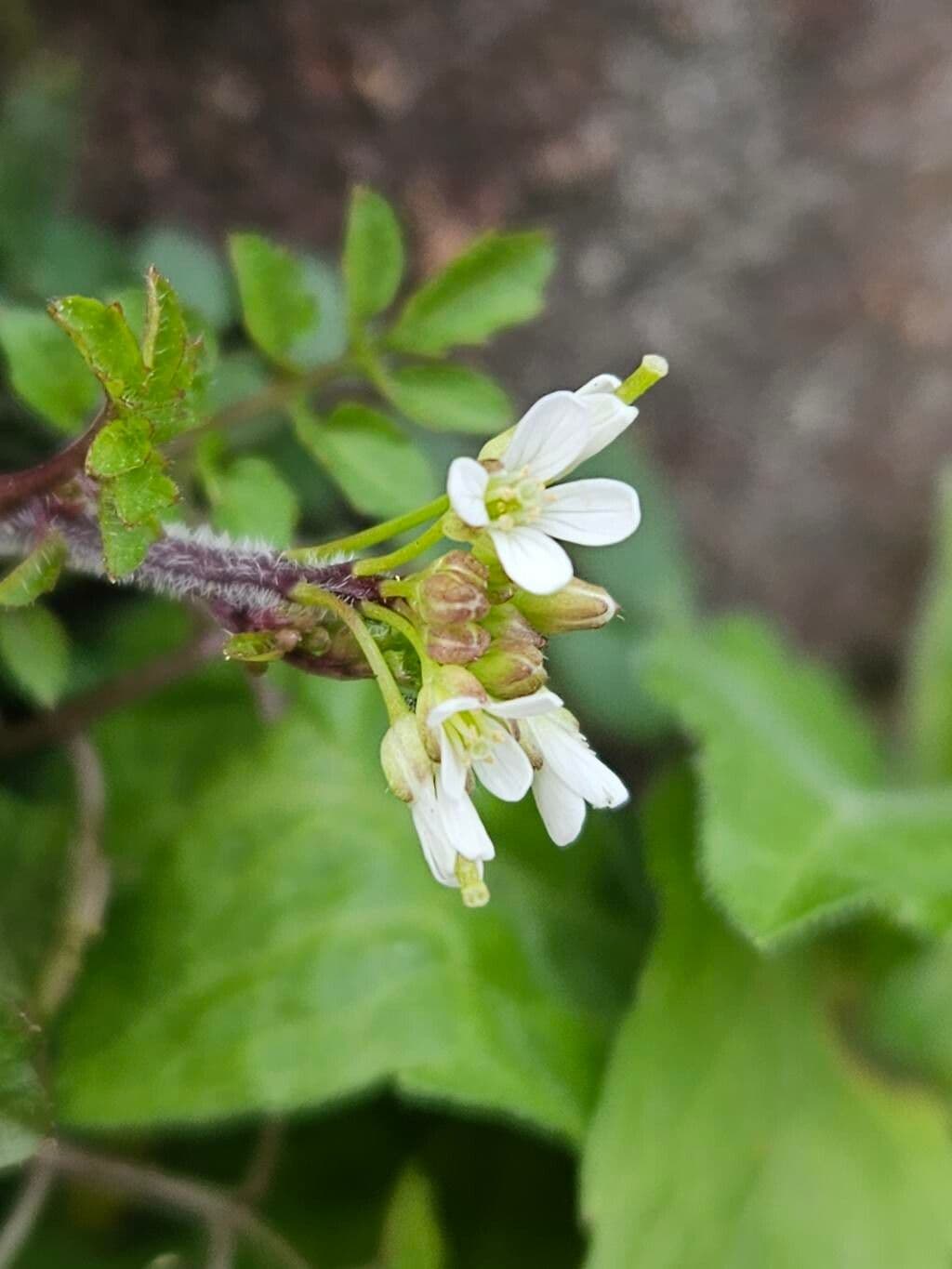 Cardamine flexuosa