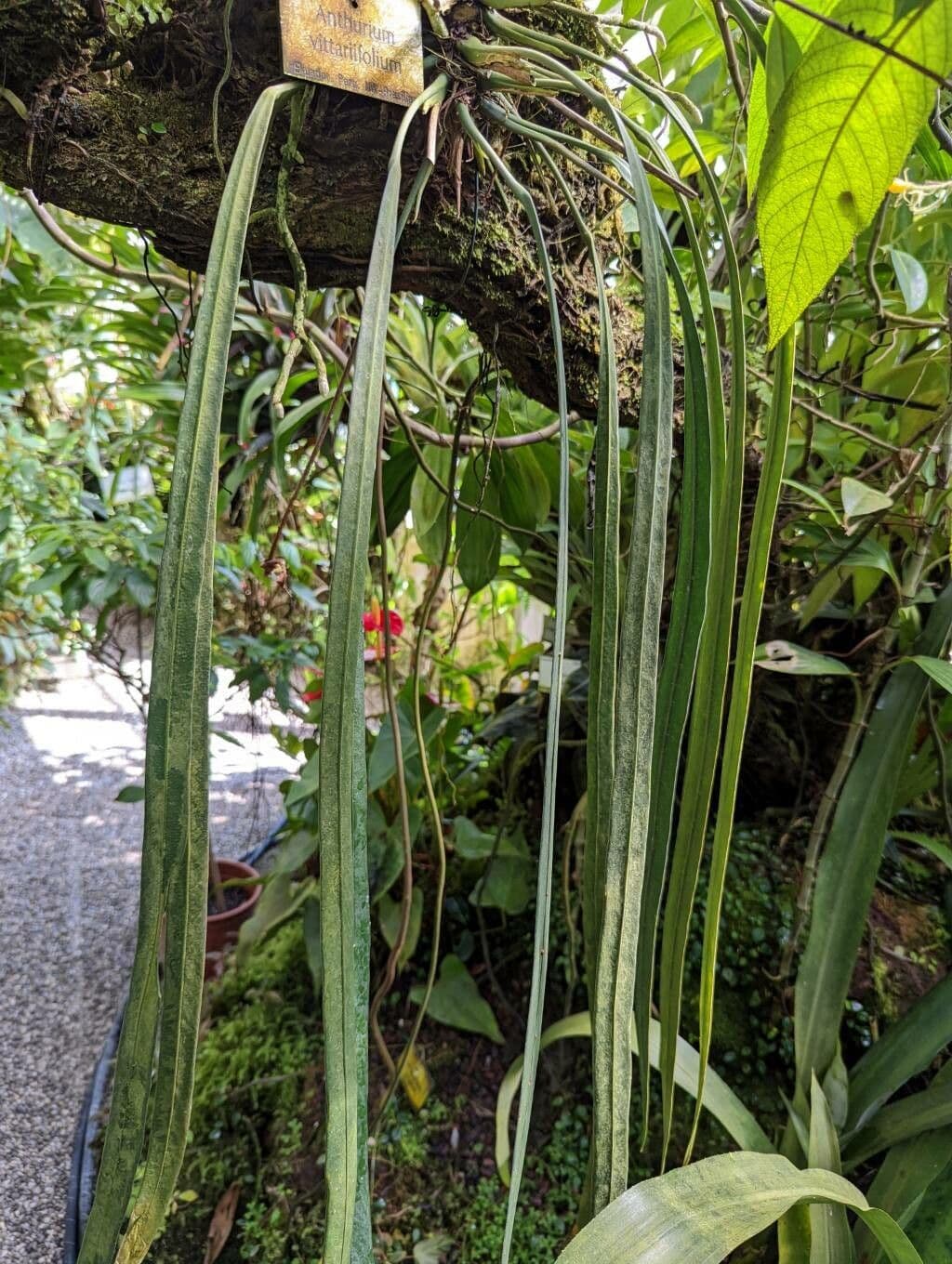 Anthurium vittariifolium