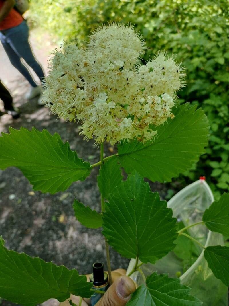 Viburnum dentatum