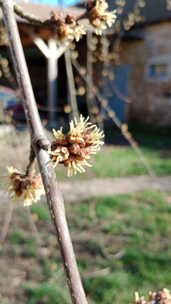 Acer saccharinum