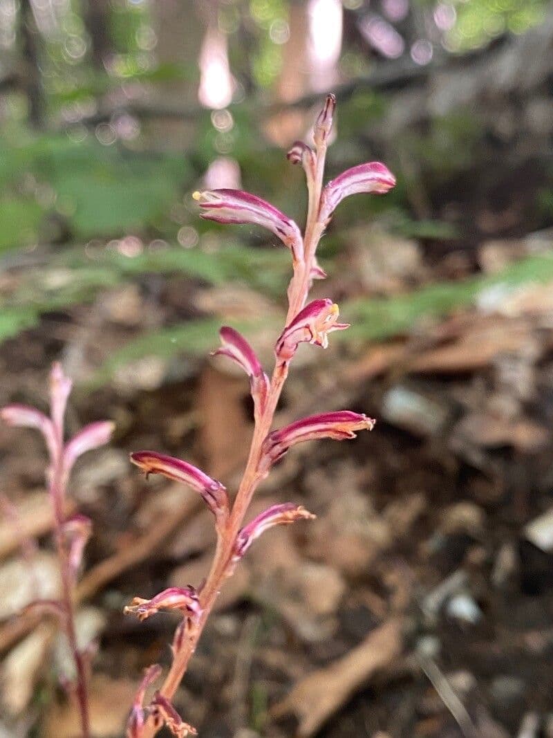 Epifagus virginiana
