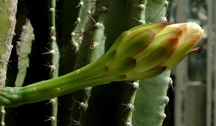 Cereus jamacaru