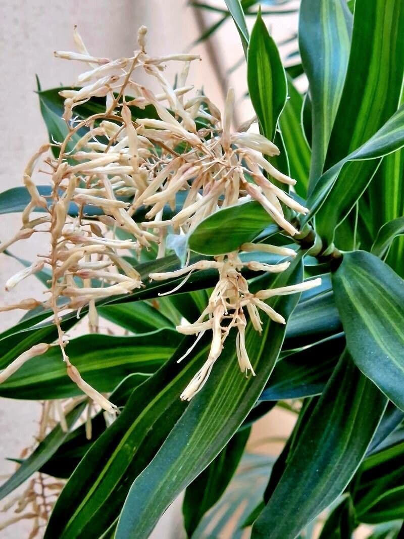 Dracaena angustifolia