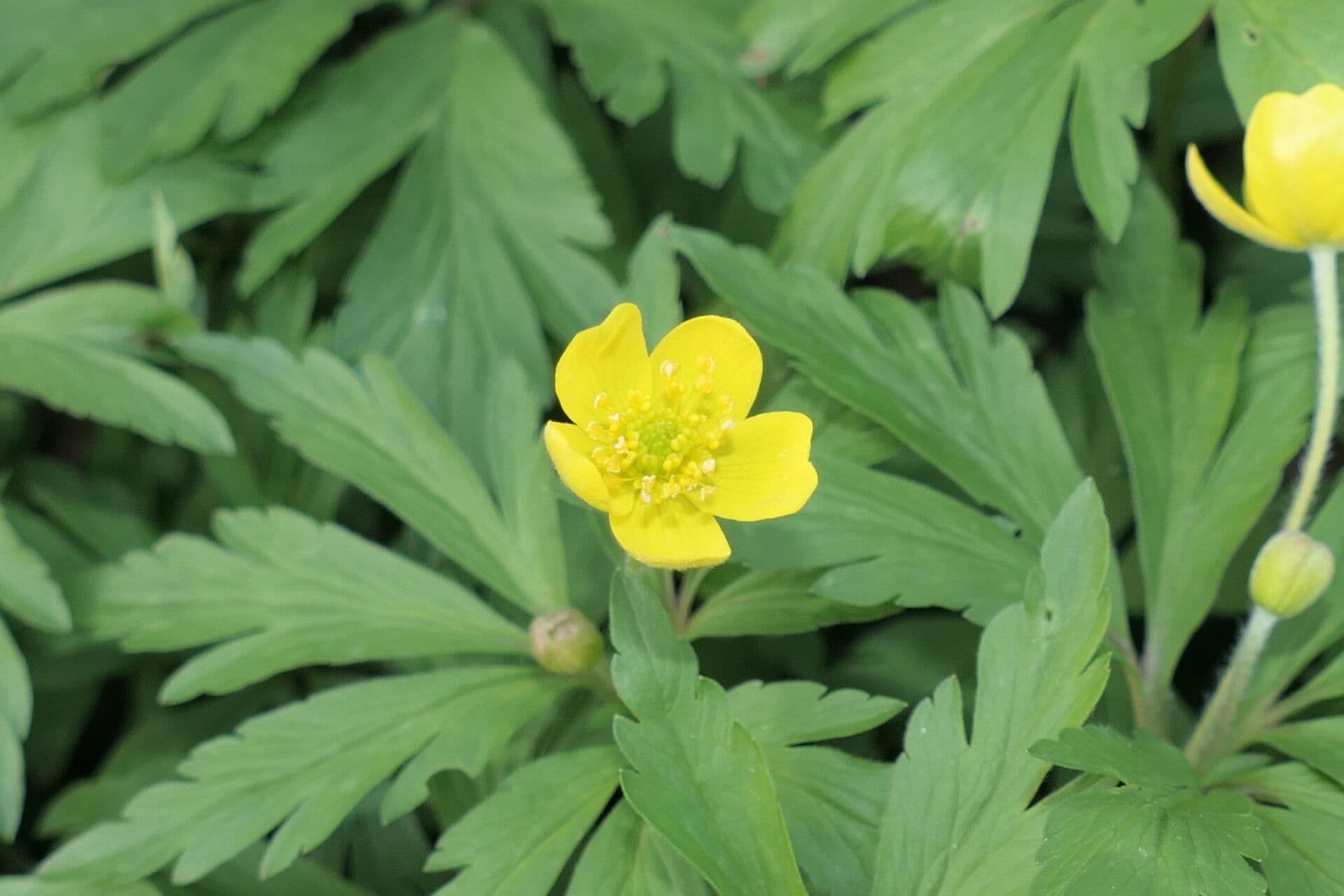 Anemonoides ranunculoides