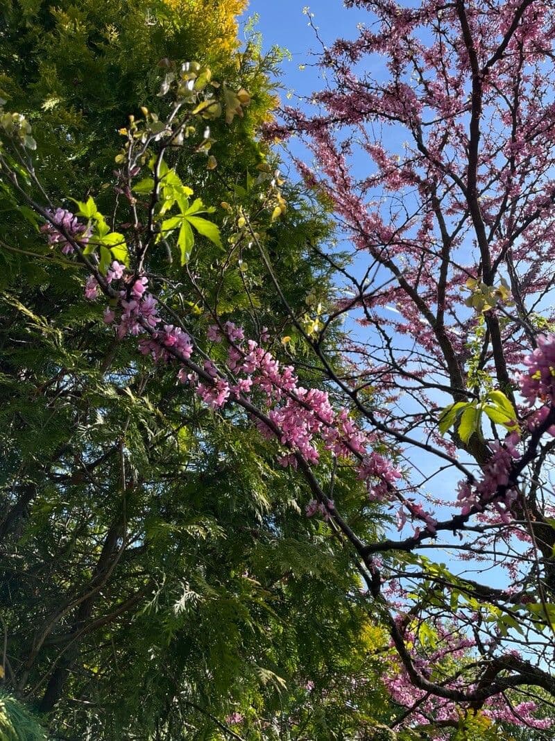 Cercis canadensis