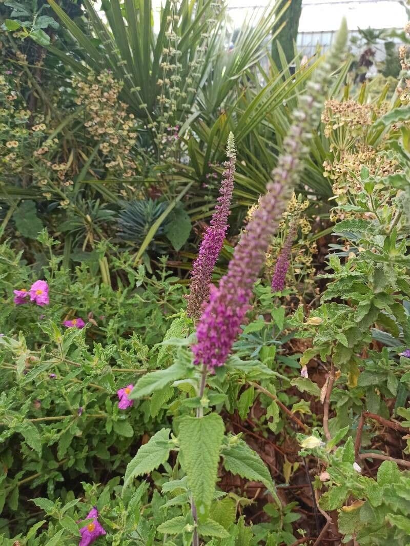 Teucrium hircanicum
