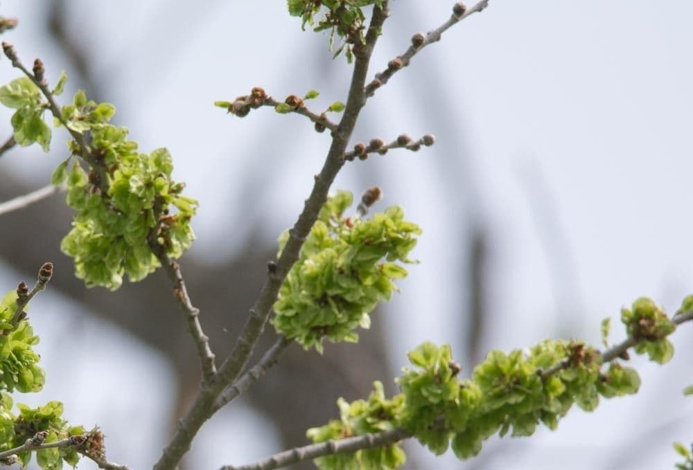 Ulmus rubra