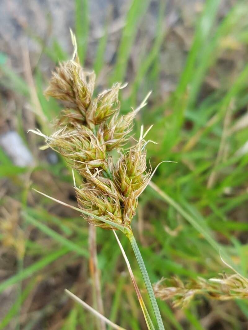 Carex arenaria