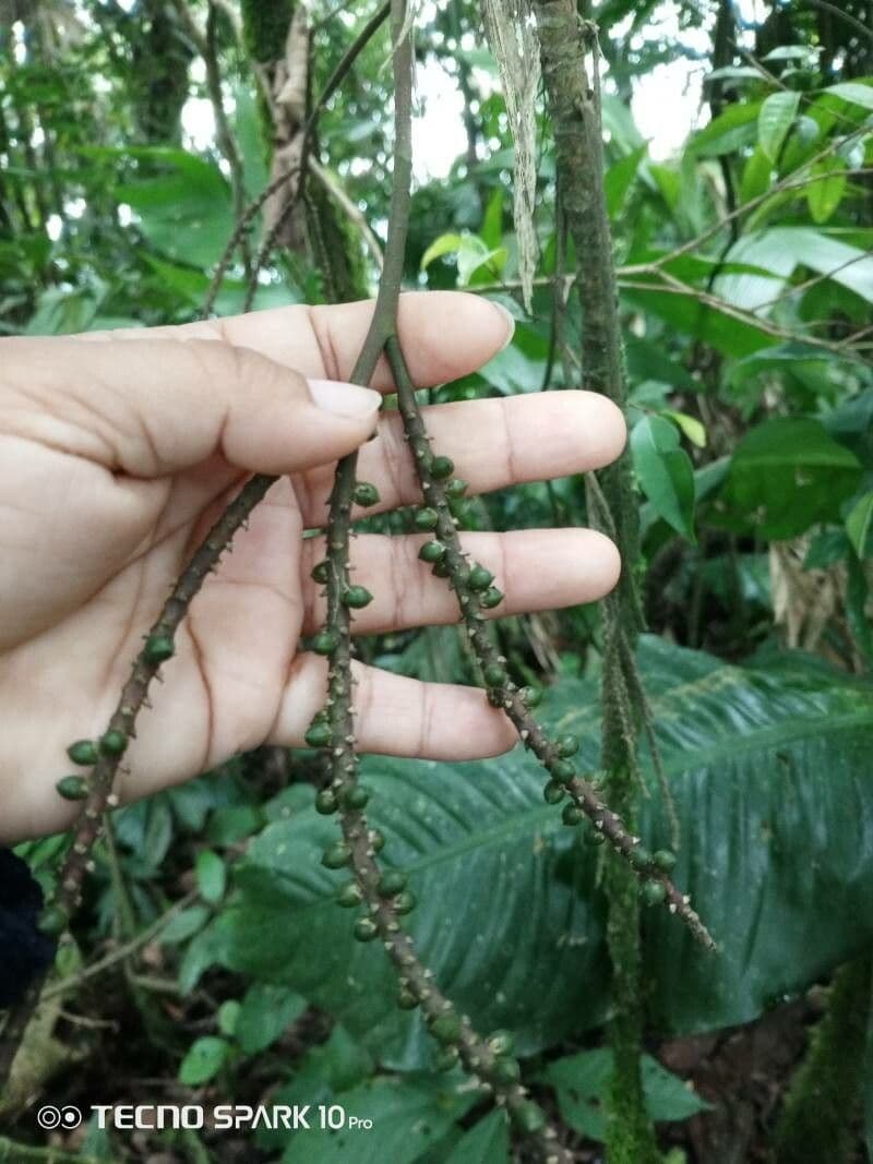 Hyospathe elegans