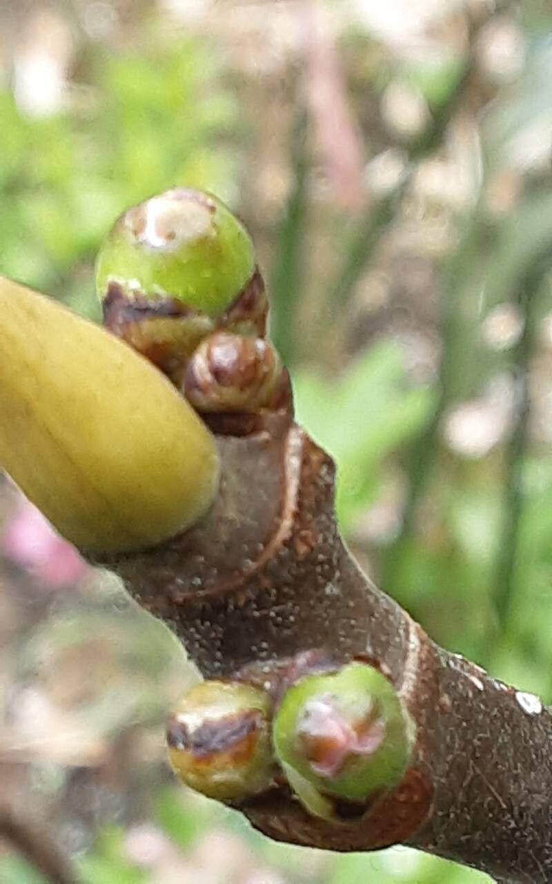 Ficus carica