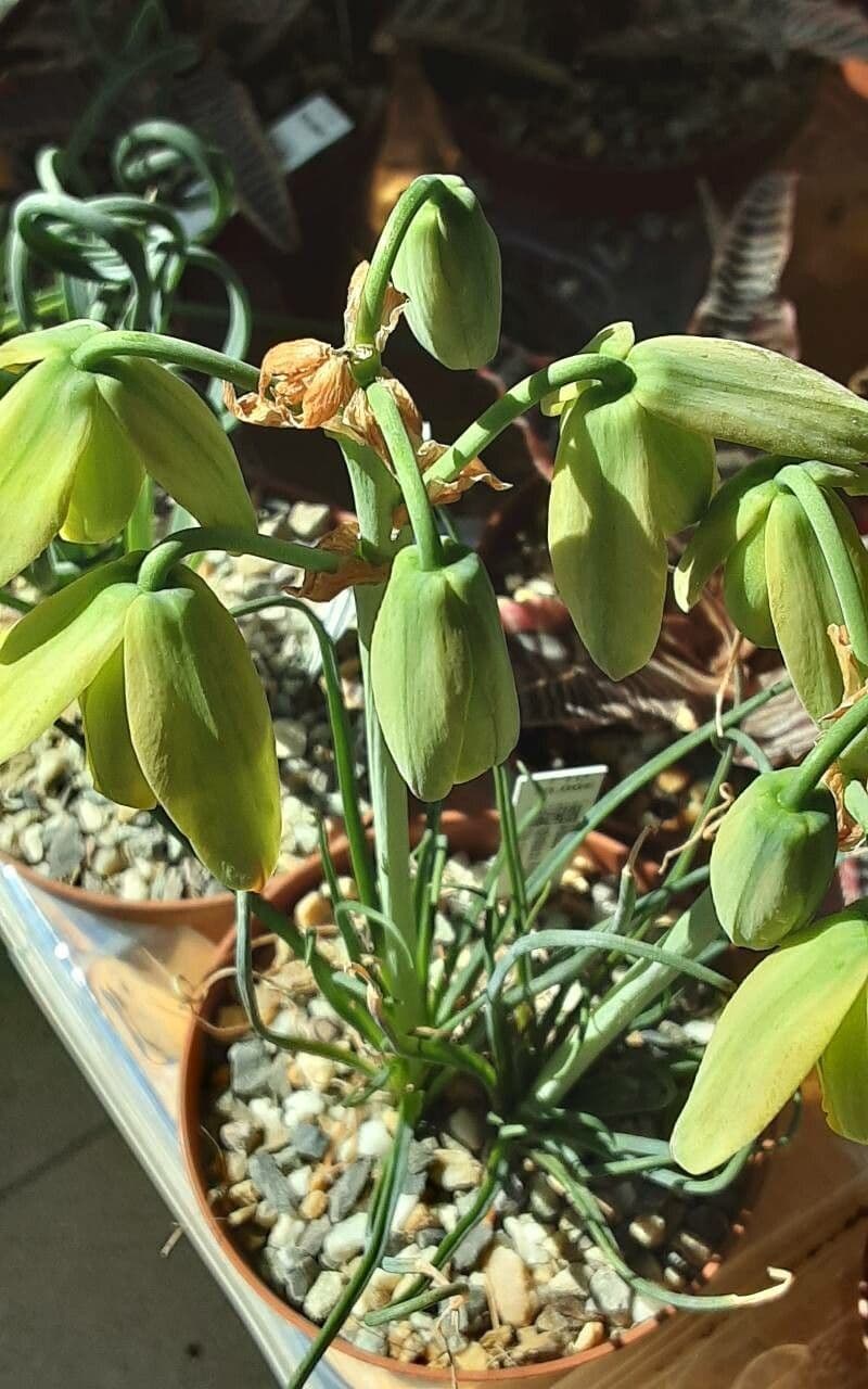 Albuca spiralis