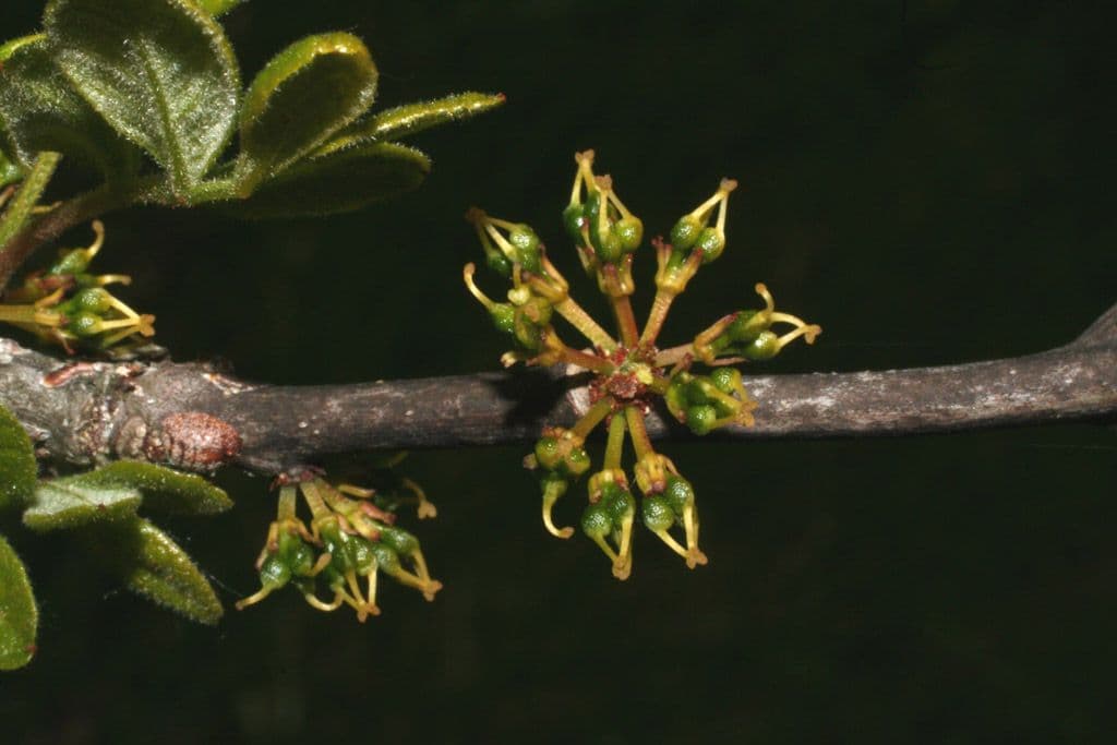 Zanthoxylum americanum