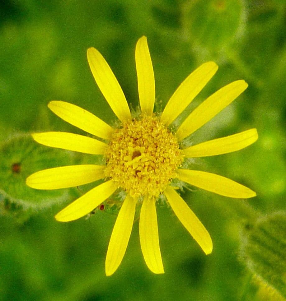 Senecio viscosus