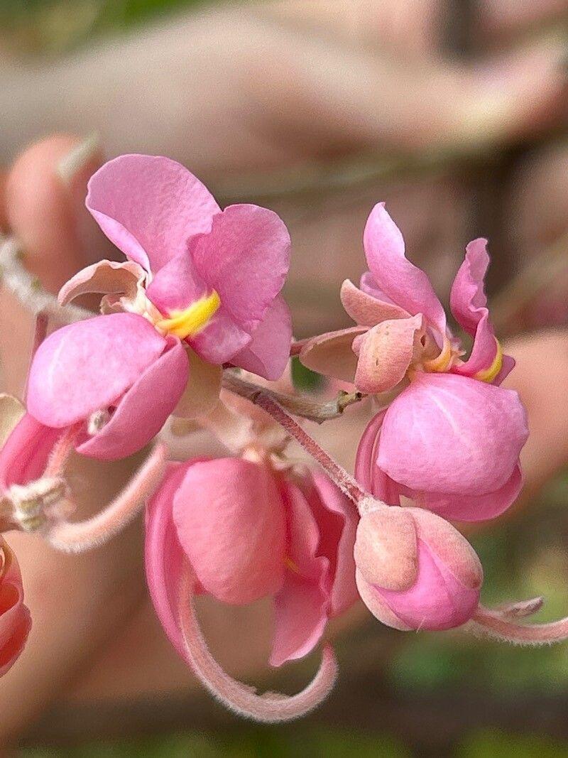 Cassia grandis