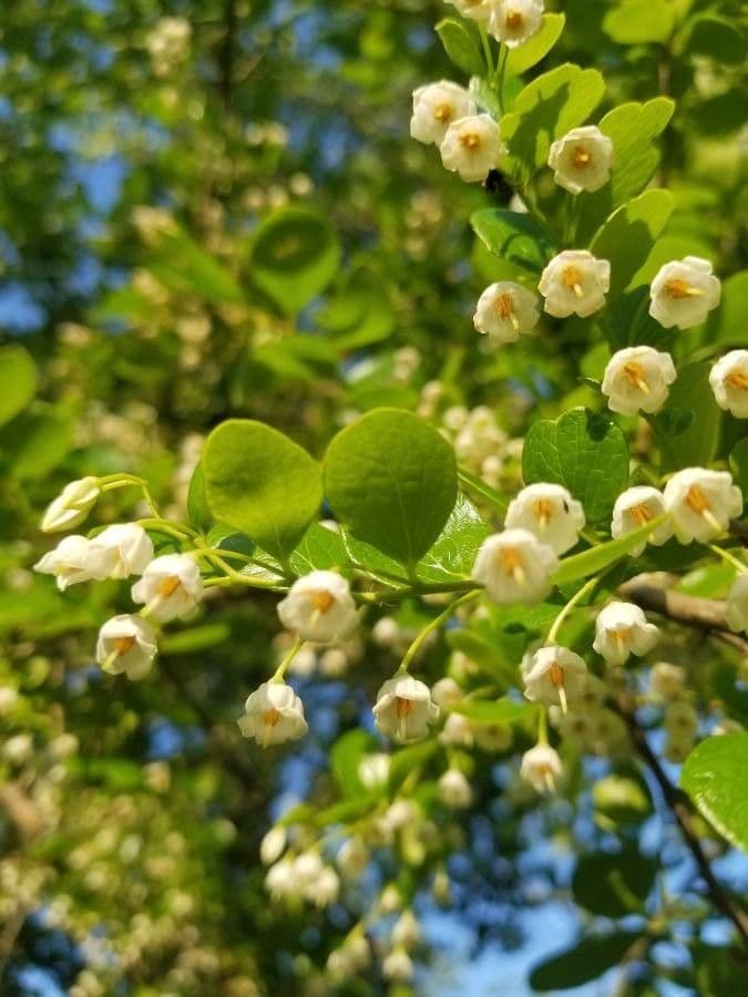 Vaccinium arboreum