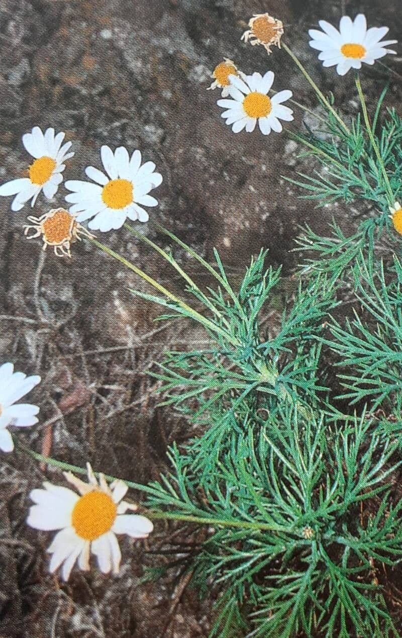 Argyranthemum foeniculaceum