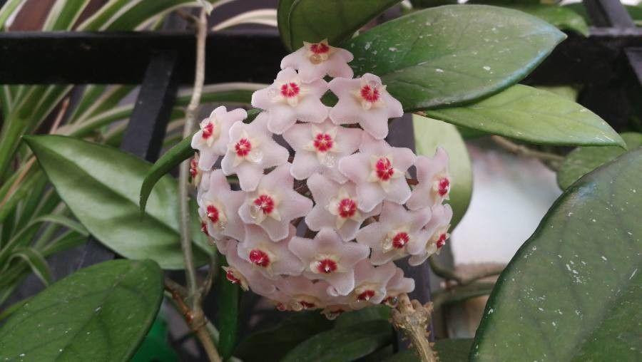 Hoya carnosa