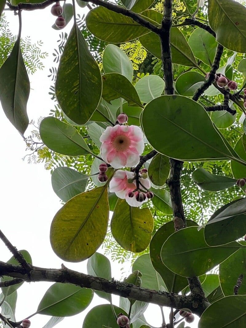 Clusia grandiflora