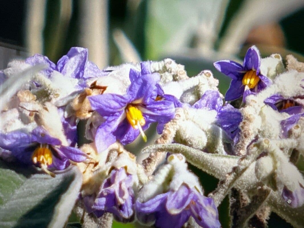 Solanum mauritianum