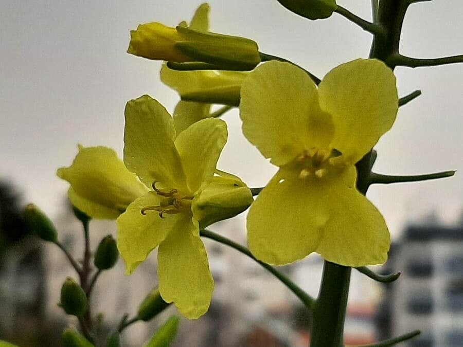 Brassica oleracea